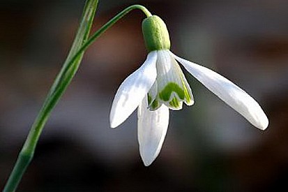 Tomizawa: un mazzo di fiori nel punto della tragedia