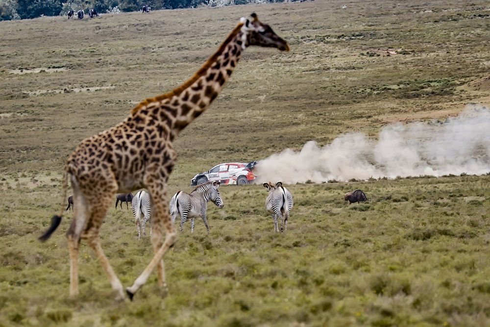 La increíble y espectacular galería del Rally Safari de Kenia