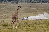 Photos - La victoire de Rovanperä au Safari Rally en images !