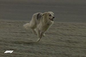 VIDEO: un perro invade los entrenamientos libres en Bahrein