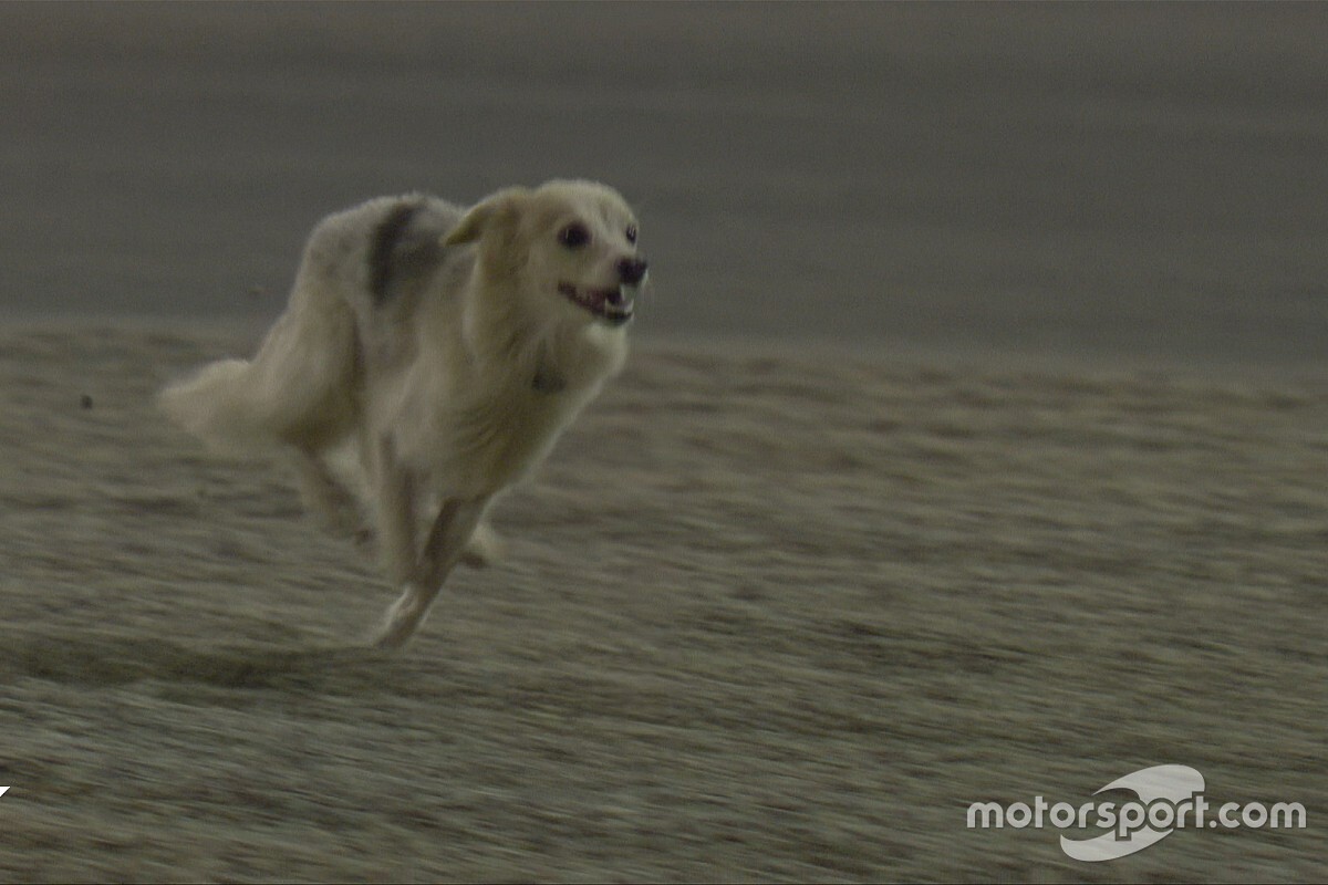 Vídeo: un perro detuvo la FP2 del GP de Bahrein de F1