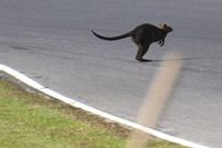 Gefahr durch Wildtiere auf Phillip Island: MotoGP-Piloten fordern Änderungen