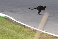 El peligro de la fauna en el GP de Australia de MotoGP: "Es inaceptable"