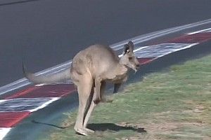 Bathurst: Dia de treinos é marcado por invasão de cangurus e fortes acidentes