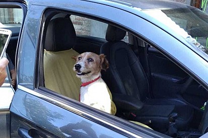 Cachorro ferido encontrado por Nelsinho Piquet em Santiago ganha novo dono