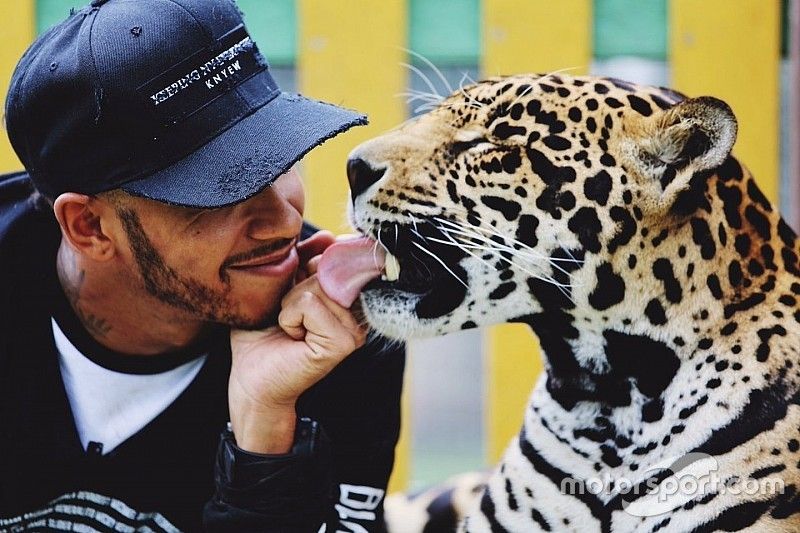 Lewis Hamilton, con un jaguar