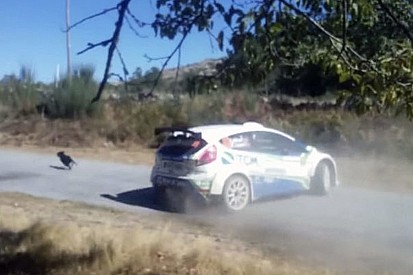 VIDEO: Piloto cede la victoria para no atropellar a un perro
