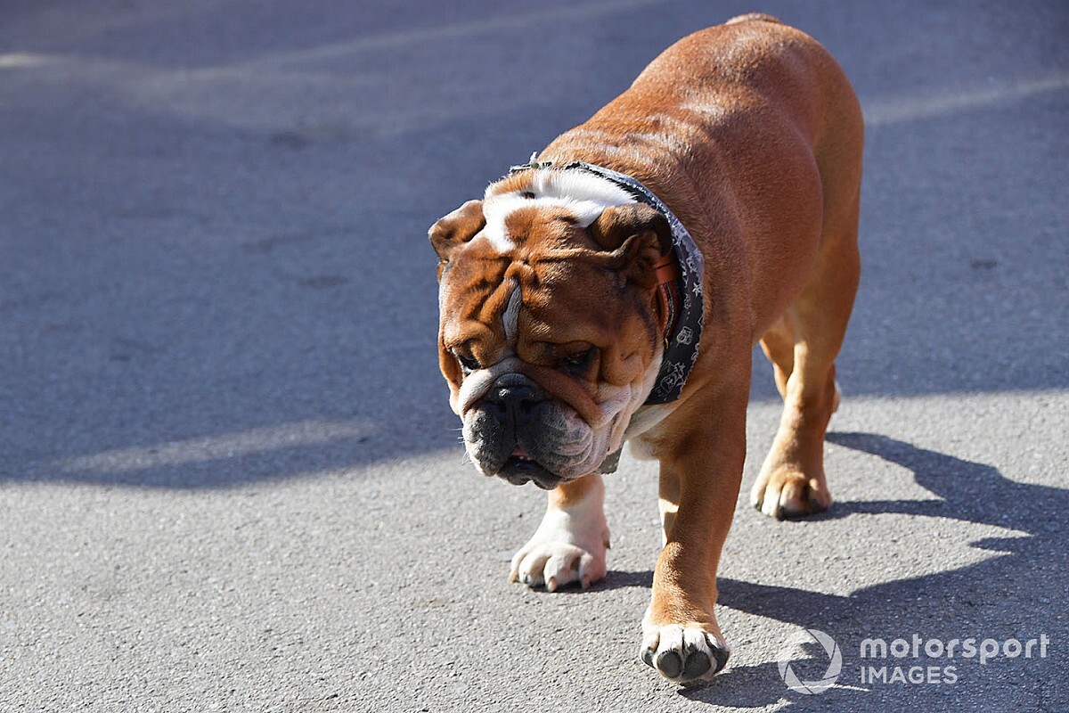 ハミルトンの愛犬も“噛みつけない”程硬いタイヤ!?