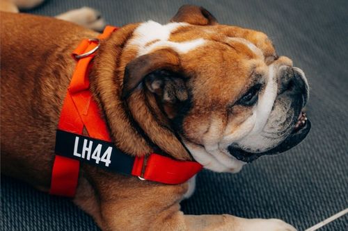 La despedida de Roscoe y c&oacute;mo uni&oacute; a la F1 con Lewis Hamilton