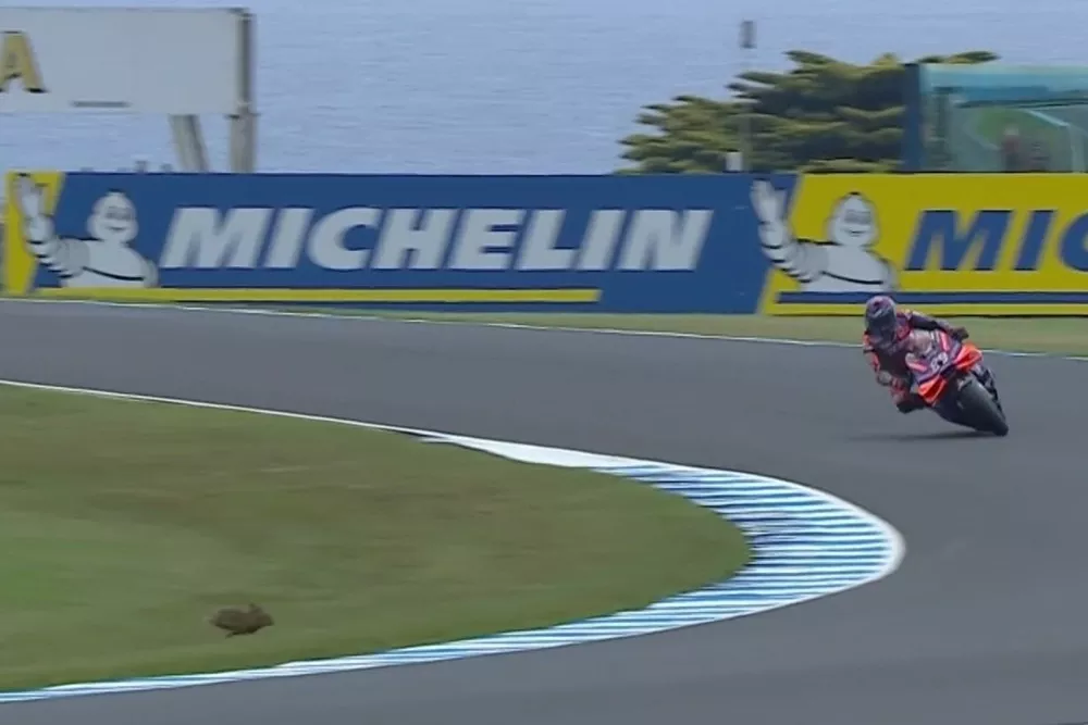 Jorge Mart&iacute;n, animal Phillip Island