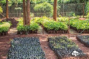 Petronas'tan Treedom ile ortak proje