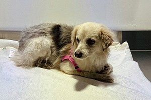 Anjing yang Masuk Lintasan Bahrain Telah Diselamatkan