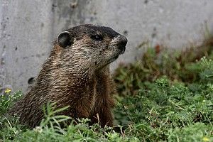 Marmota invade pista durante treino do GP do Canadá de F1