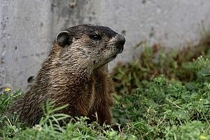 VIDEO: una marmota invade la pista durante la PL1