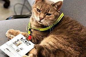 The secret of Imola’s lucky F1 paddock cat