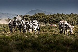 WRC Safari Rally: Everything you need to know