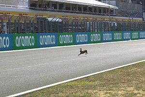 F2: A leglassabb egy nyúl, a leggyorsabb Doohan volt a szabadedzésen