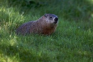 La FIA explica por qué el incidente de la marmota no se pudo evitar