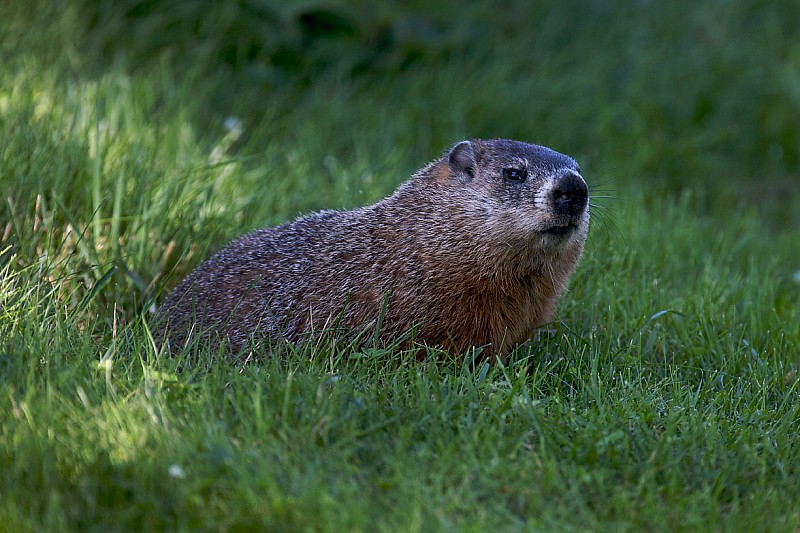 La FIA explica por qué el incidente de la marmota no se pudo evitar