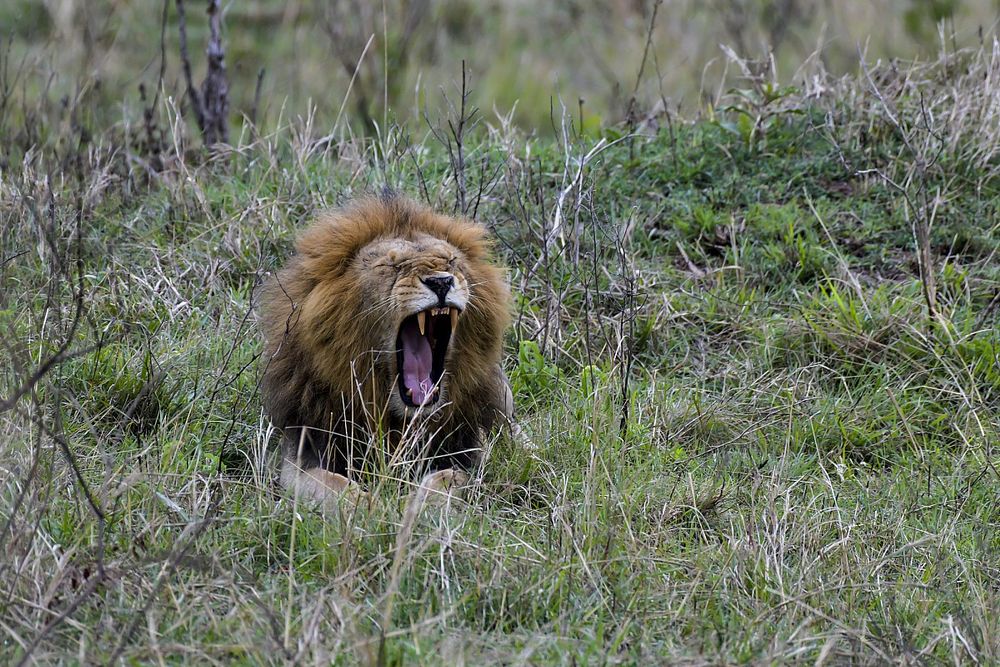 L'organisation veut éviter les problèmes avec la faune au Kenya