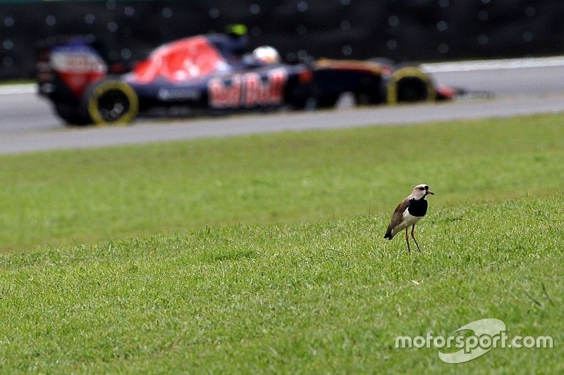 Sainz se encomienda a la lluvia en Interlagos para remontar desde el 15º