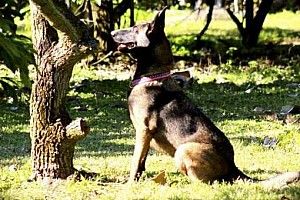 NASCAR utilizará cães farejadores que detectam presença de Covid-19 em Atlanta