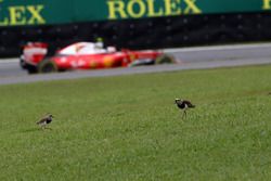 Kimi Raikkonen, Ferrari SF16-H passe devant deux oiseaux