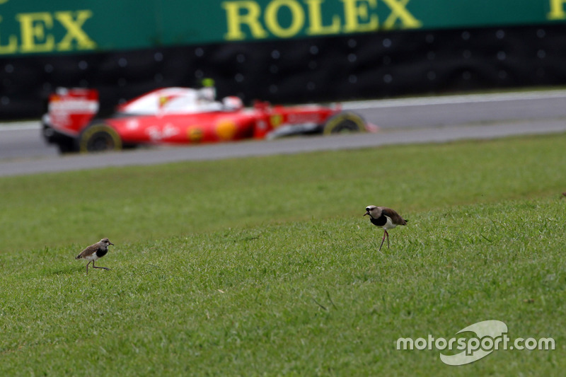 Kimi Raikkonen, Ferrari SF16-H y dos aves