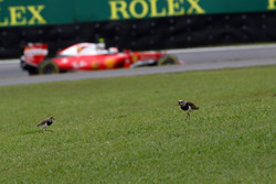 Kimi Raikkonen, Ferrari SF16-H passes two birds