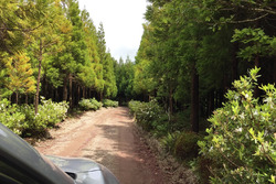 Azores Rally forest stage
