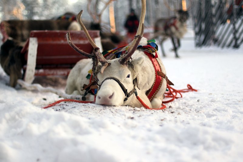 Arctic Lapland Rally 2020