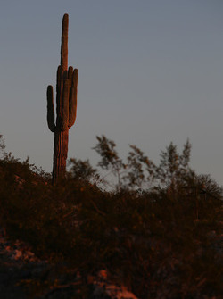 Un cactus de Phoenix