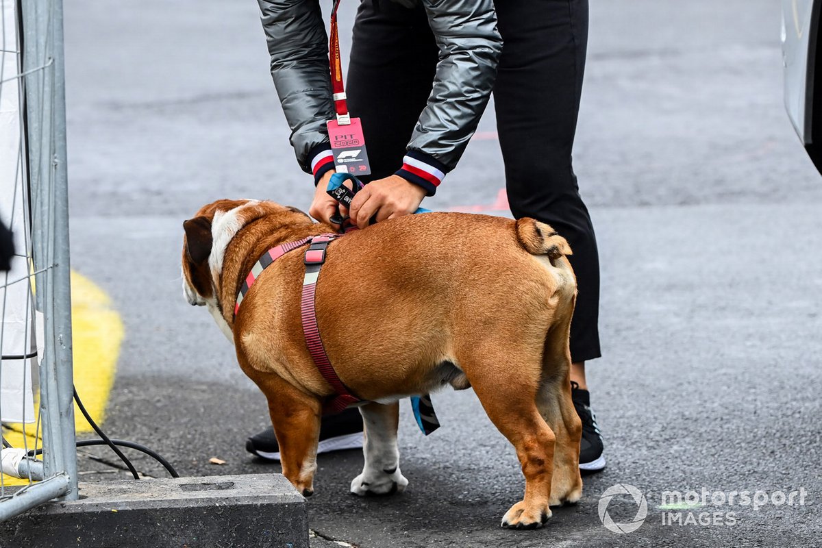 Lewis Hamilton's dog