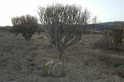 Pietra miliare lungo il tracciato