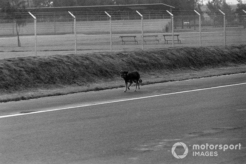 Cane in pista al GP del Messico del 1968