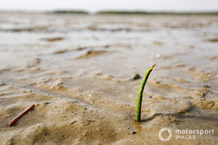 Semillero de mangle en la visita del proyecto Oceanium Mangrove Legacy