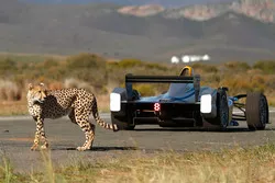A cheetah with a Formule E car
