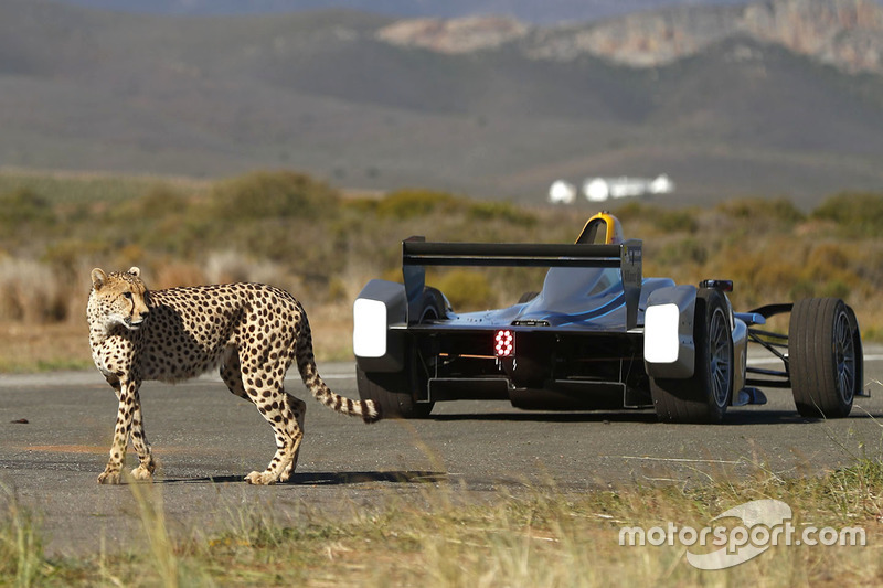 A cheetah with a Formule E car