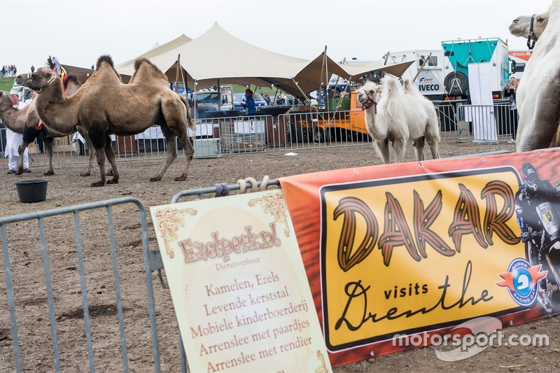 Camels in the Dakar bivouac area