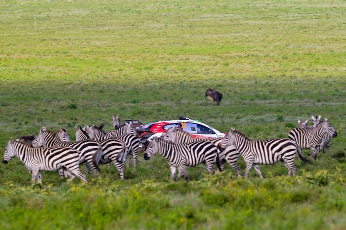 Элфин Эванс, Скотт Мартин, Toyota Gazoo Racing WRT Toyota GR Yaris Rally1