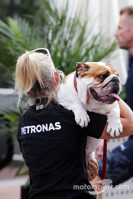 One of Lewis Hamilton, Mercedes AMG F1 dogs carried through the paddock