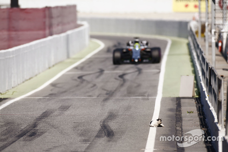 Un gato cruza en el camino de Sergio Pérez, Force India VJM10 en pit lane