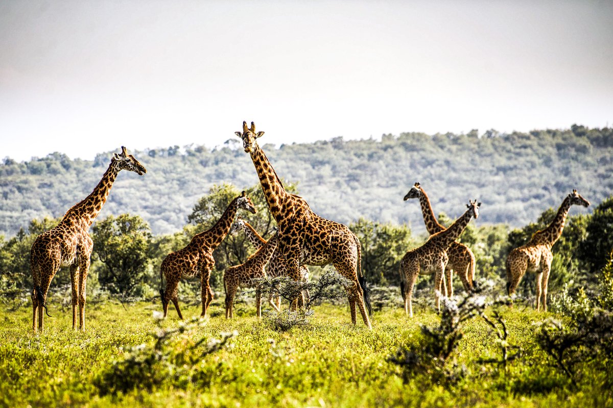 Ambiance du Kenya