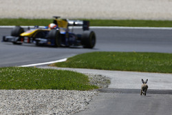 Un lapin à côté d'Alex Lynn, DAMS