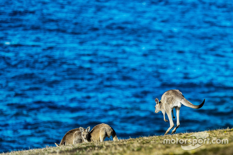 Kangaroo