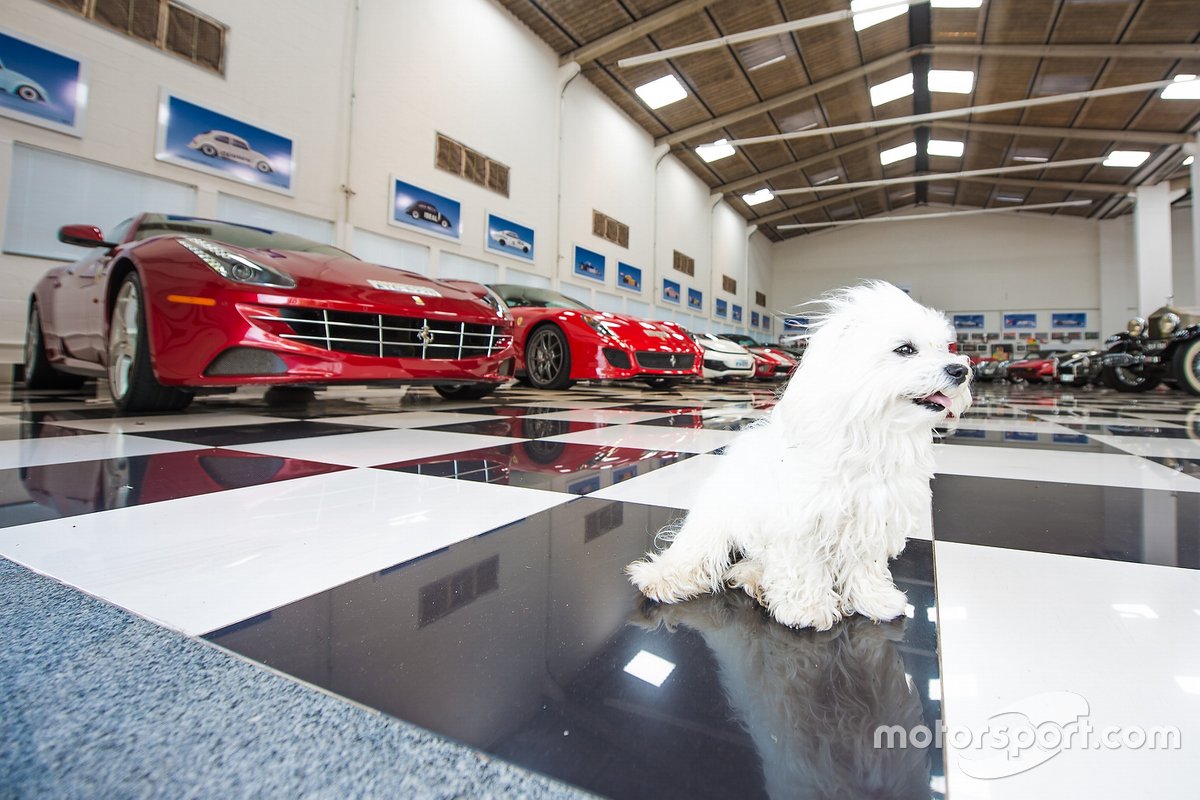 Cachorro de Piquet