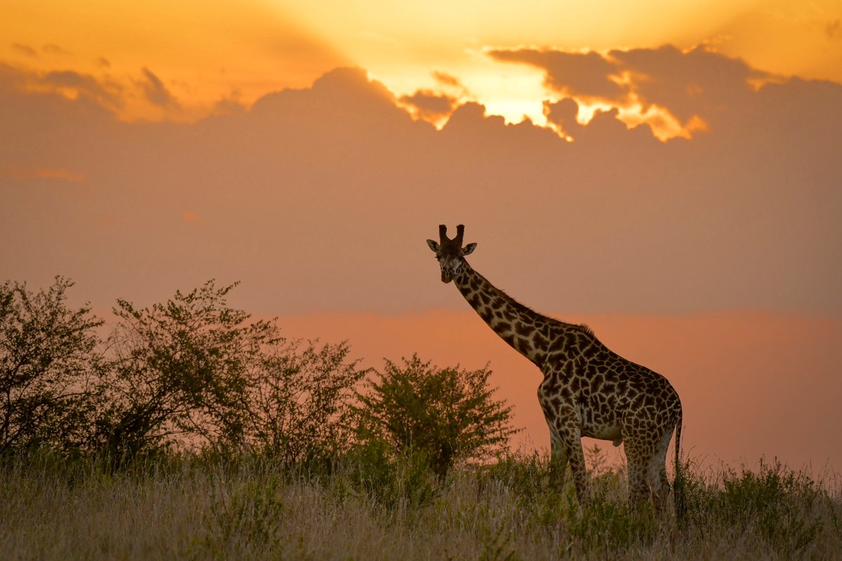 Ambiance du Kenya