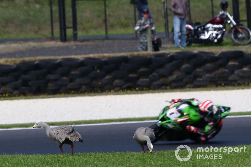 Jonathan Rea, Kawasaki Racing Team, Geese