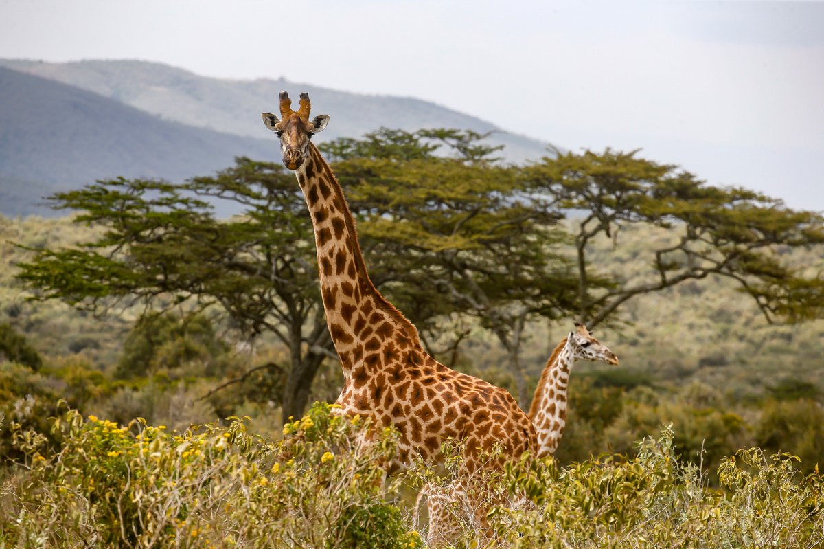 Atmosfer di Kenya