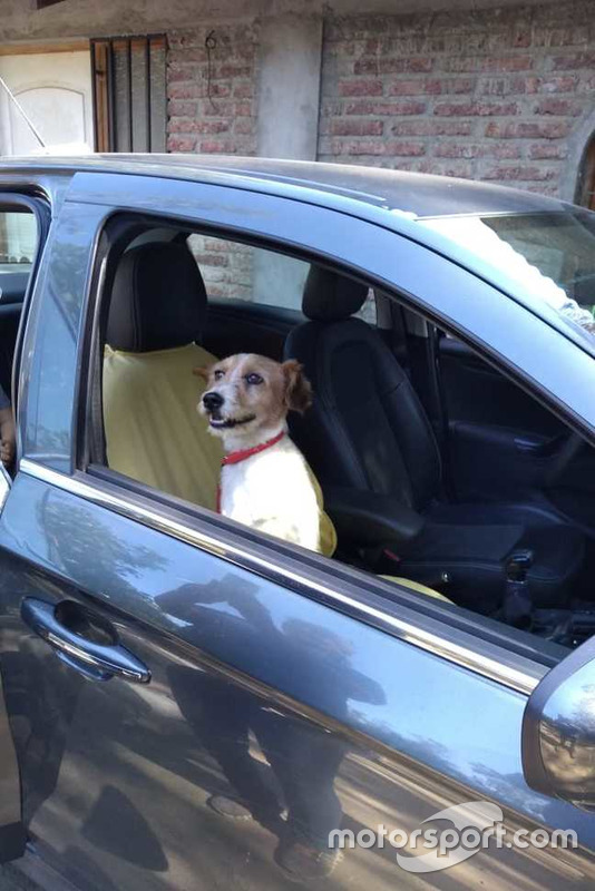 Dumbo, cachorro resgatado por Nelsinho Piquet em Santiago